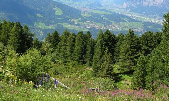 Alpengarten Patscherkofel